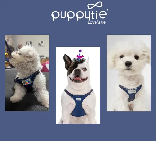 Vista 84 de Arnés sin tirones para perro, con correa multifunción, pechera suave y ajustable para mascota, no ahorca, chaleco a prueba de escape para perros