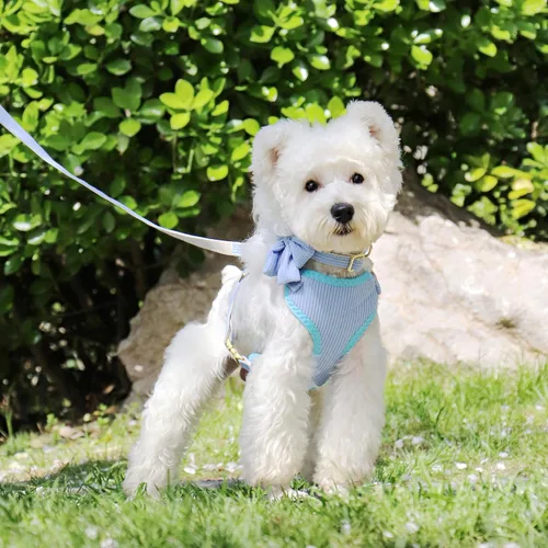 Vista 2 de Didog Lindo Arnés para Perro Pequeño con Collar y Correa con Moño, Arnés para Cachorros de Malla Suave y Transpirable Acolchado, Arnés para Perros