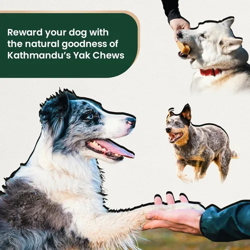 Vista 7 de KATHMANDU'S Auténticos masticables de queso de yak para perros del Himalaya, golosinas nutricionales naturales y ricas en proteínas, masticables