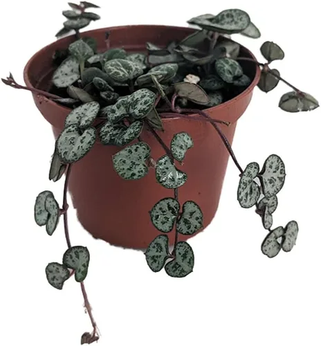 Cadena de corazones – Corazones enredados – Ceropegia woodii - maceta de 2.5" - Serie para coleccionistas