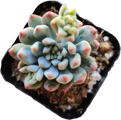 Vista 24 de Plantas de cactus suculentas vivas (2 pulgadas Opuntia Microdasy Golden Swirl Monstrose)