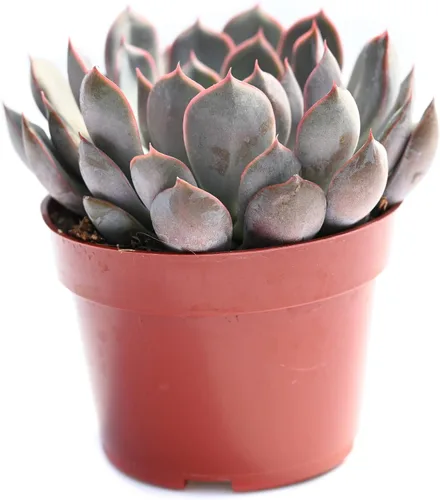 Vista 8 de Planta suculenta Echeveria viva - Suculenta Echeveria de 4 pulgadas con raíces completas (Echeveria Benitsukasa)