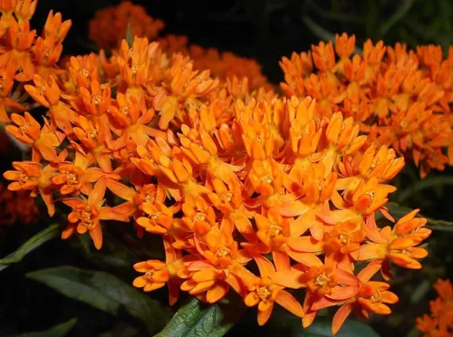Orange Butterfly Weed Milkweed Asclepias tuberosa Semillas Premium para plantar Paquete Monarch