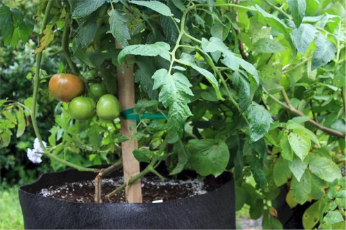 Vista 2 de Smart Pots Contenedor de lados suaves Smart Pot de 3,785 litros, color negro