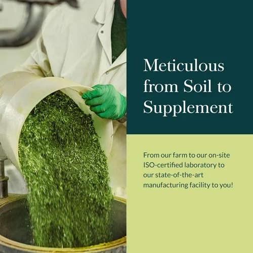 Vista 8 de Gaia Herbs Fitocápsulas líquidas de baya de sauco negro, 60 unidades., 751063400602, 60, 1, 1