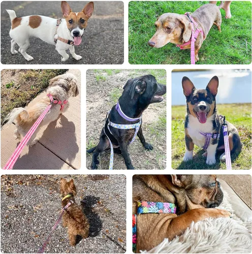 Vista 3 de BEAUTYZOO Juego de arnés y correa para perro, arnés ajustable para cachorros, chaleco de nailon suave a prueba de escapes con doble anillo en D