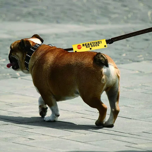 Vista 6 de Divertida correa para perro reactiva sin perros, correa envolvente para perro, regalo de cumpleaños para mascotas (Reactive No Dogs-YE Sleeve)
