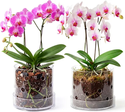 Vista 8 de Maceta de orquídea acrílica transparente de 6 pulgadas con agujeros