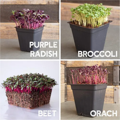 Vista 6 de Kit de semillas de microverdes de 12 variedades - Semilla de brócoli para germinado más rábano morado, remolacha, microverdes de girasol, guisantes