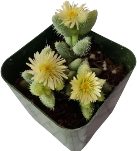 Plantas de cactus suculentas vivas raras para decoración del hogar y la oficina (maceta de 2 pulgadas Delosperma echinatum abigarrada - planta de