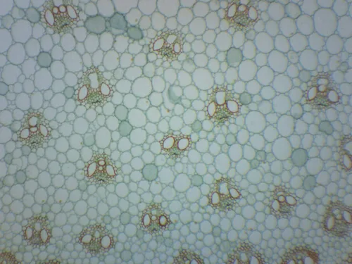 Vista 2 de Zea Mays Stem - Sección Cruzado y Longitudinal - Slide de Microscopio Preparado - 2.953 x 0.984 in - Biología y Microscopia - Eisco Labs