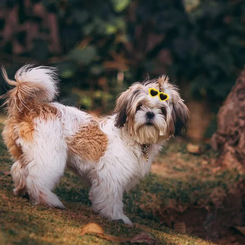 Vista 7 de Pinzas para el pelo de cachorros, 20 piezas de lindos lazos para perros, lentes de sol de corazón, accesorios para el cabello de San Patricio, día