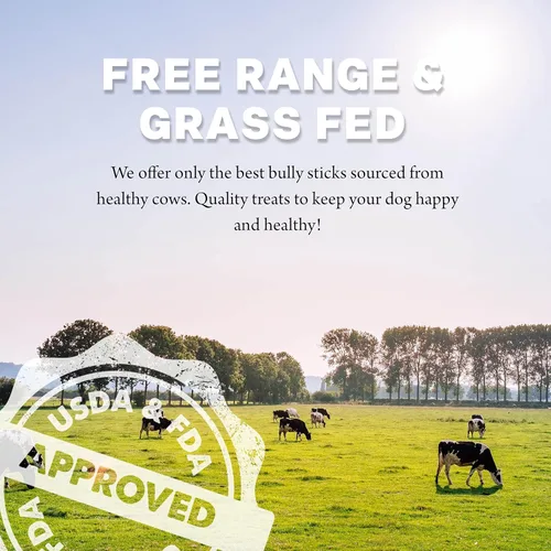 Vista 6 de Downtown Pet Supply Bully Sticks - Golosinas dentales y masticables para perro tiras de carne natural premium de 6 y 12pulgadas extra gruesas sin
