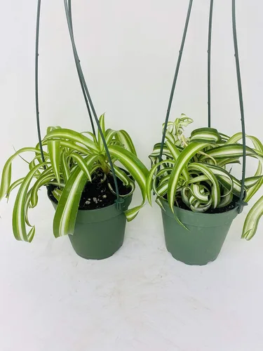 Vista 2 de * Dos plantas de araña rizada Bonnie que limpia fácilmente el aire - Maceta de 4 pulgadas - Única de Jmbamboo