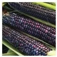 Vista 3 de Seed Kingdom BULK - Semillas ornamentales de maíz azul hopi, gran reliquia, 1 libra
