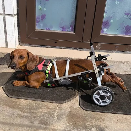 Vista 2 de Silla de ruedas todo terreno para patas traseras, 2 ruedas, ayuda de movilidad de mascotas para la actividad del perro, soporte de cadera ajustable