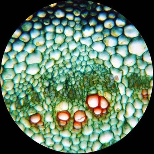 Vista 8 de AmScope - Microscopio de compuesto biológico inalámbrico LED 40X-1000X + kit de preparación de diapositivas + libro World of The Microscope