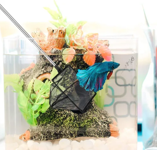 Vista 6 de Sumind 2 Pieces Fish Tank Net Aquarium Mesh Fishes Net Long Handle Fish Nets with Extendable 12.5-27.5 Inch Stainless Steel Catch Nets for Aquarium