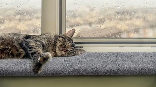 Vista 4 de Purrched Percha para ventana de gato (24 pulgadas)