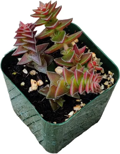 Vista 29 de Plantas de cactus suculentas vivas (2 pulgadas Opuntia Microdasy Golden Swirl Monstrose)