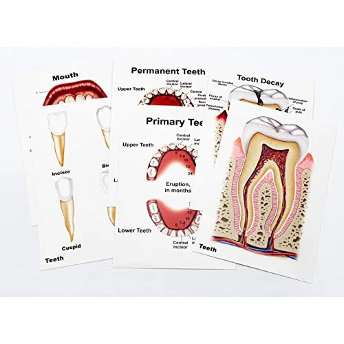 Vista 7 de Dentista Higienista Asistente Dental Estudiante Paquete de Regalo de 19 Piezas