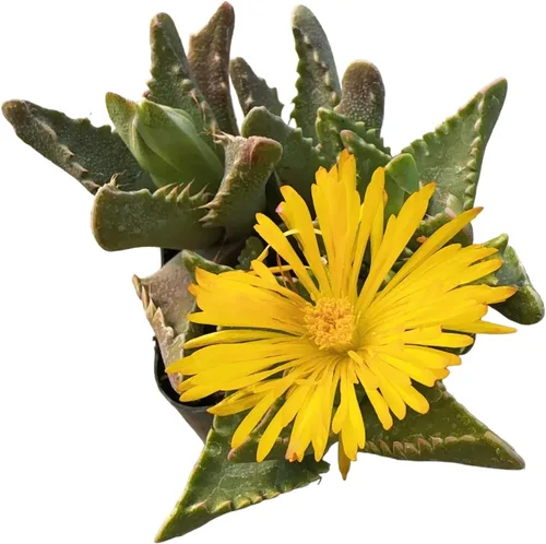 Vista 26 de Plantas de cactus suculentas vivas (2 pulgadas Opuntia Microdasy Golden Swirl Monstrose)
