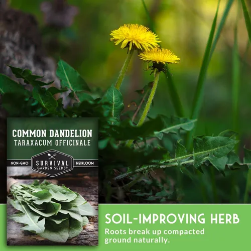 Vista 6 de Semillas comunes de diente de león para plantar – Planta y cultiva verduras nutritivas de diente de león en tu hogar jardín de hierbas o hortalizas