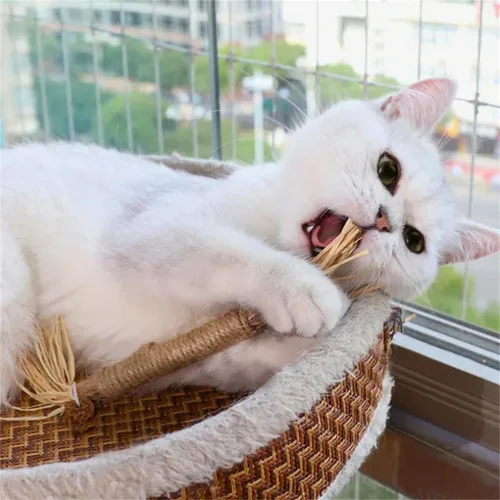 Vista 3 de Natural Silvervine Dental Sticks - Catnip Chew Toy, Interactive Teeth Cleaning Toy for Indoor Cats, Scratch Resistant, Boost Appetite & Relieve