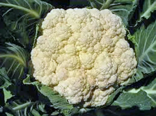 Vista 3 de Semilla de coliflor, bola de nieve Y, reliquia, sin OMG, 100 semillas, grande, deliciosa y saludable