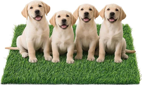 Vista 11 de Almohadilla de césped artificial para perros para orinal: hierba falsa para perros para entrenamiento de orinal para orinar y hacer caca en balcón