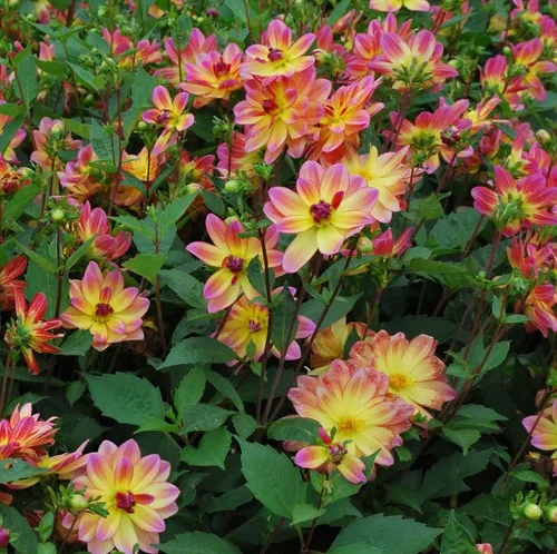 Vista 2 de Votaniki Raíces de dalia del océano Pacífico, hermosos bulbos de dalia florecientes, raíces de dalia florecientes de largo período, fáciles