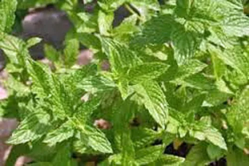 Vista 4 de Semillas de menta, semillas herbáceas herbáceas, sin OMG, 100 semillas de menta, deliciosas