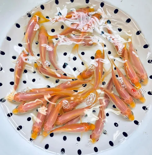 Vista 2 de Toledo Goldfish White Comet Goldfish, blanco sólido con salpicaduras de rojo, perfecto para estanques, acuarios o tanques, 3-4 pulgadas, 5