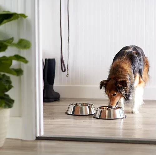 Vista 6 de Yaxa Basics Cuenco antideslizante de acero inoxidable para agua y comida para perros, paquete de 2 (10 x 2.8 pulgadas), cada uno con capacidad