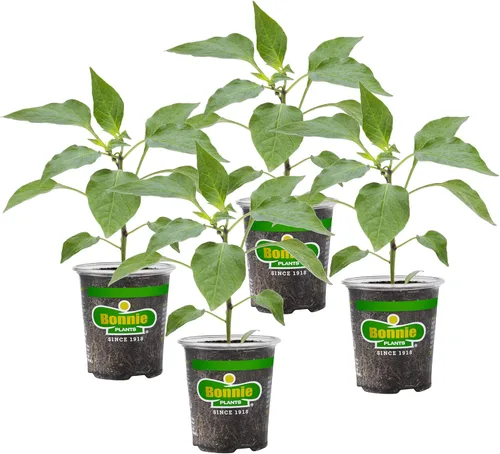 Vista 13 de Bonnie Plants Pimienta de Cayena Caliente 19.3 oz. Paquete de 4