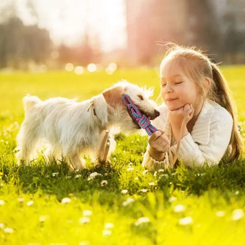 Vista 4 de PLAYJOY Juguetes para perros pequeños, juguetes masticables para cachorros, paquete de 10 juguetes interactivos para perros para aburrimiento