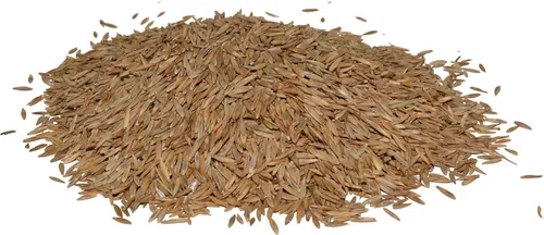 Hancock Seed Co. - Semilla de césped alto tipo festuca alta, césped tolerante al desgaste y a la sequía, césped verde exuberante, bolsa de 5 libras