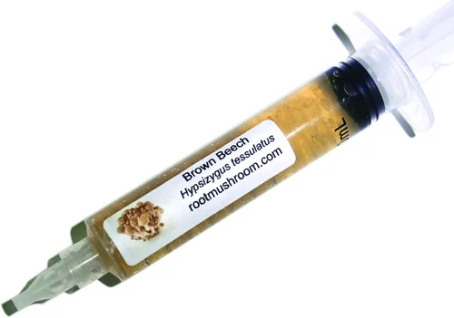 Vista 34 de Root Mushroom Farm - Cultivo líquido de hongos/cabeza de oso (Hericium americanum)