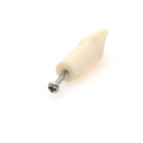 Vista 6 de Modelo de estudio de dientes de práctica de Typodont dental, modelo de estudio, dientes de repuesto individual, enseñanza de estudiantes, 11#