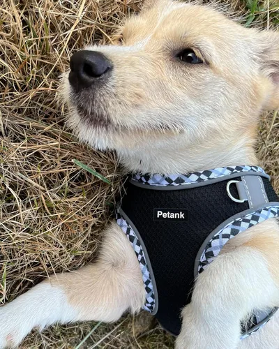 Vista 2 de Petank Arnés para Perros Pequeños y Medianos Sin Tirones, Juego de Arnés y Correa para Cachorro, Arnés de Paso para Perro para Caminar, Correr, Negro