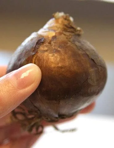 Vista 2 de Tulipanes pastel mixtos - 30 bulbos de tulipán perennes, paquete jumbo