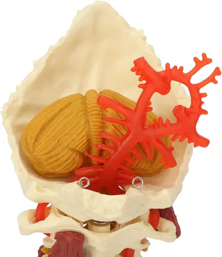 Vista 7 de Modelo de columna cervical, modelo espinal humano extraíble, para médico, paciente, comunicación, ciencias, aula, estudio, exhibición