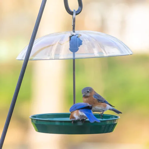 Vista 9 de Kingsyard Comedero para pájaros de plataforma ajustable para colgar al aire libre, bandeja de metal con cúpula superior, atrae a los pájaros azules