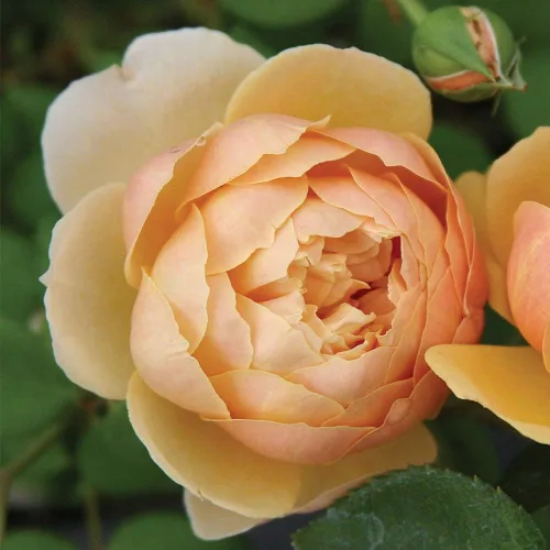 Vista 2 de Heirloom Roses David Austin Rose Bush - Charles Darwin Planta de rosa amarilla viva para plantar al aire libre