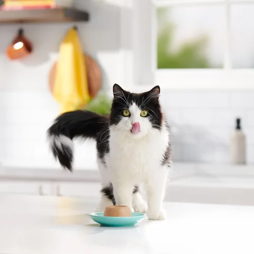 Vista 37 de Meow Mix Paté in Gravy Wet Cat Food with Real Chicken & Beef, 2.75 Ounce (Pack of 12)