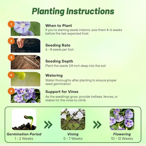 Vista 4 de Outsidepride 250 Semillas Anuales Ipomoea Purpurea Morning Glory Caprice Climbing Vine Flower Seeds para plantar