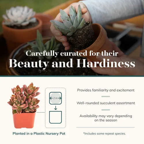 Vista 4 de Comprar Suculentas - Paquete a granel de colección de plantas suculentas, plantas suculentas mini vivas, fácil cuidado, plantas
